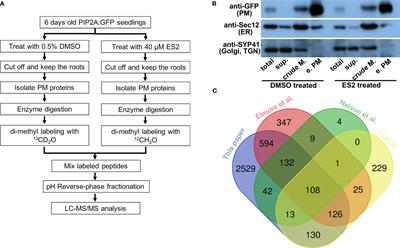 The EXO70 inhibitor Endosidin2 alters plasma membrane protein composition in Arabidopsis roots